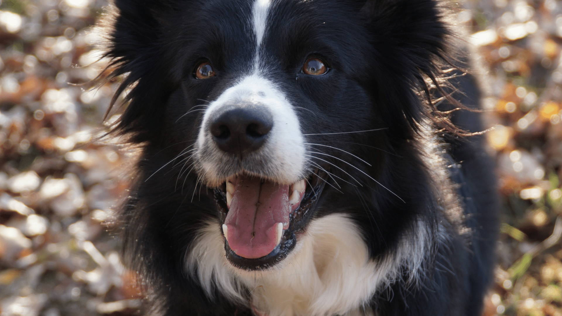 Glücklicher Hund