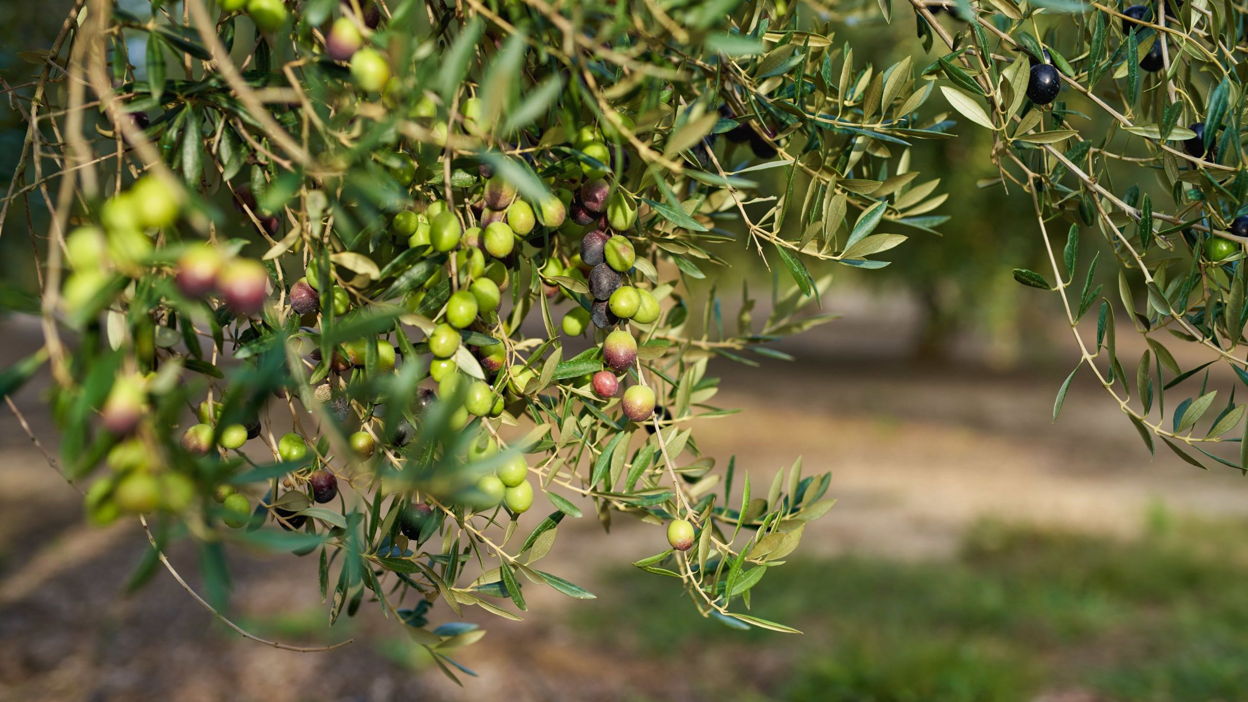 Olive Trees Appeal