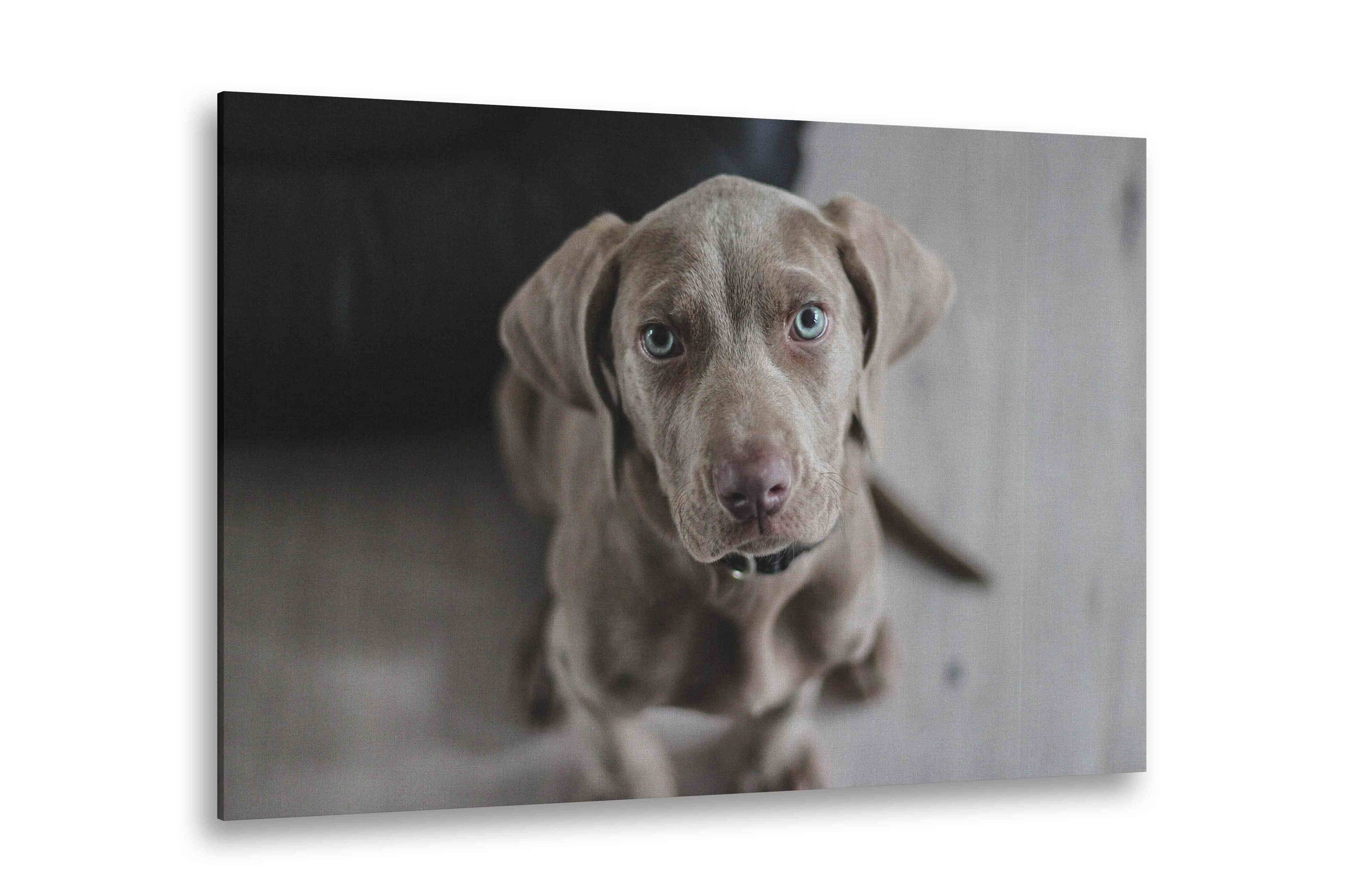 Pet Pictures On Canvas