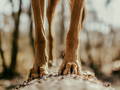 Jambes de chien sur un tronc d'arbre