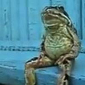chilledfrogs Avatar