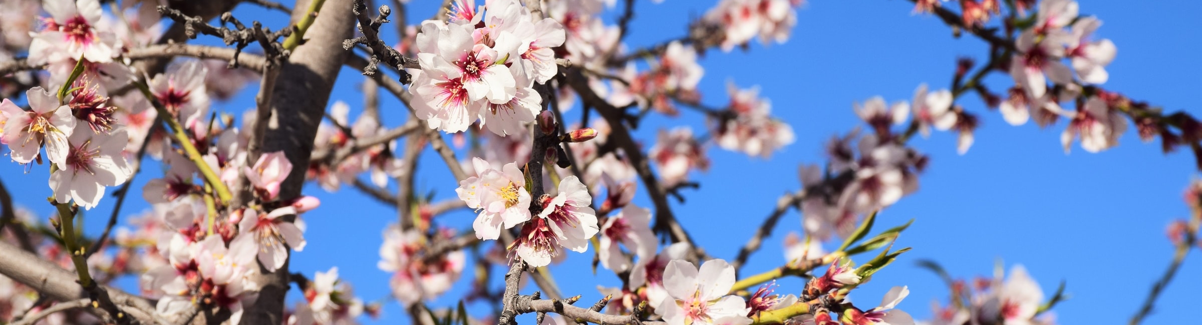 almond blossom on tree