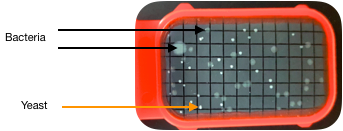 Red tester with bacterial colonies and yeast