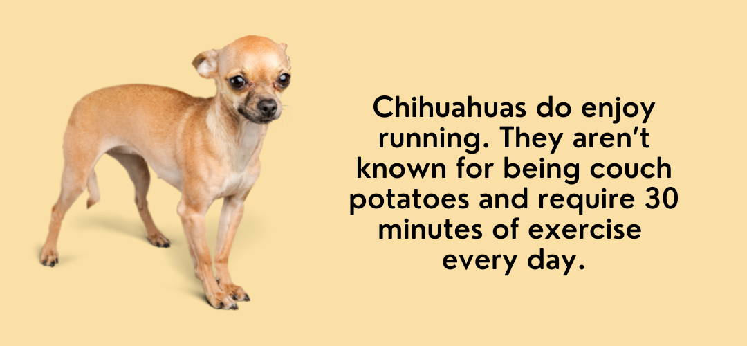 do chihuahuas like running