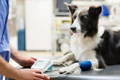 Black and white Border Collie dog at the vet getting blood pressure taken