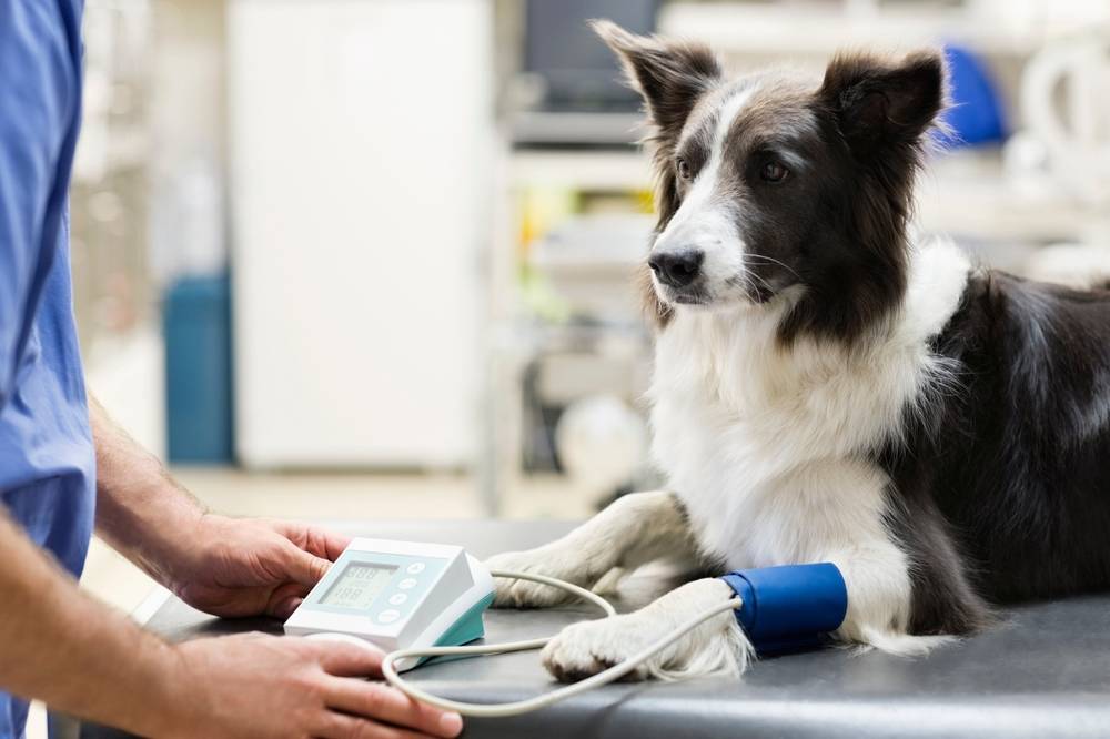 Border Collie at a veterinary appointment getting blood pressure taken