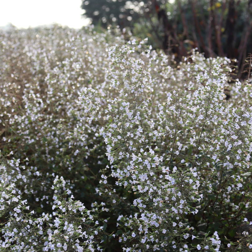 Calamint covered in small, delicate white flowers