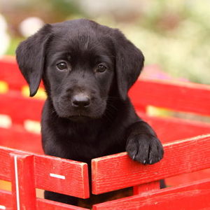 Our New Puppy
