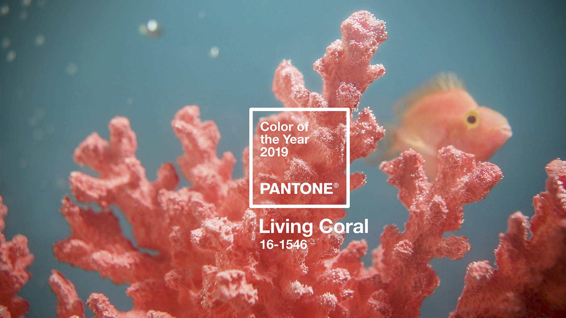 Featured image for Pantone Releases Their Color of the Year for 2019: Living Coral