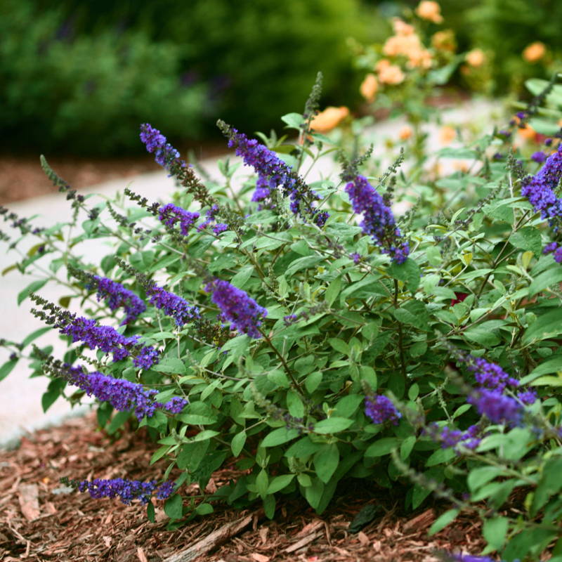 Bright purple butterfly bush flowers with arborvitae in the background