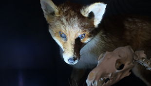 kigeb taschenlampen px