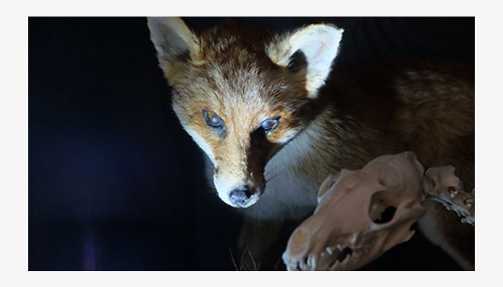 kigeb taschenlampen px