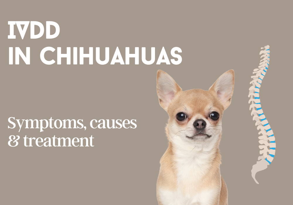 chihuahua back problems