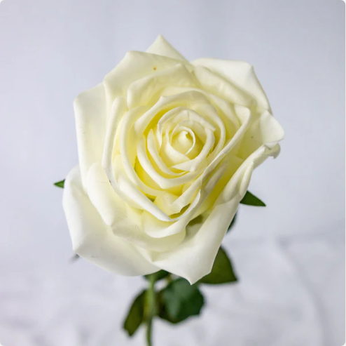 Off White Natural Real Touch Rose - Realistic Artificial Flowers