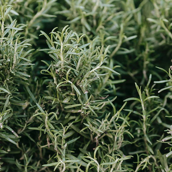 Rosemary Plant