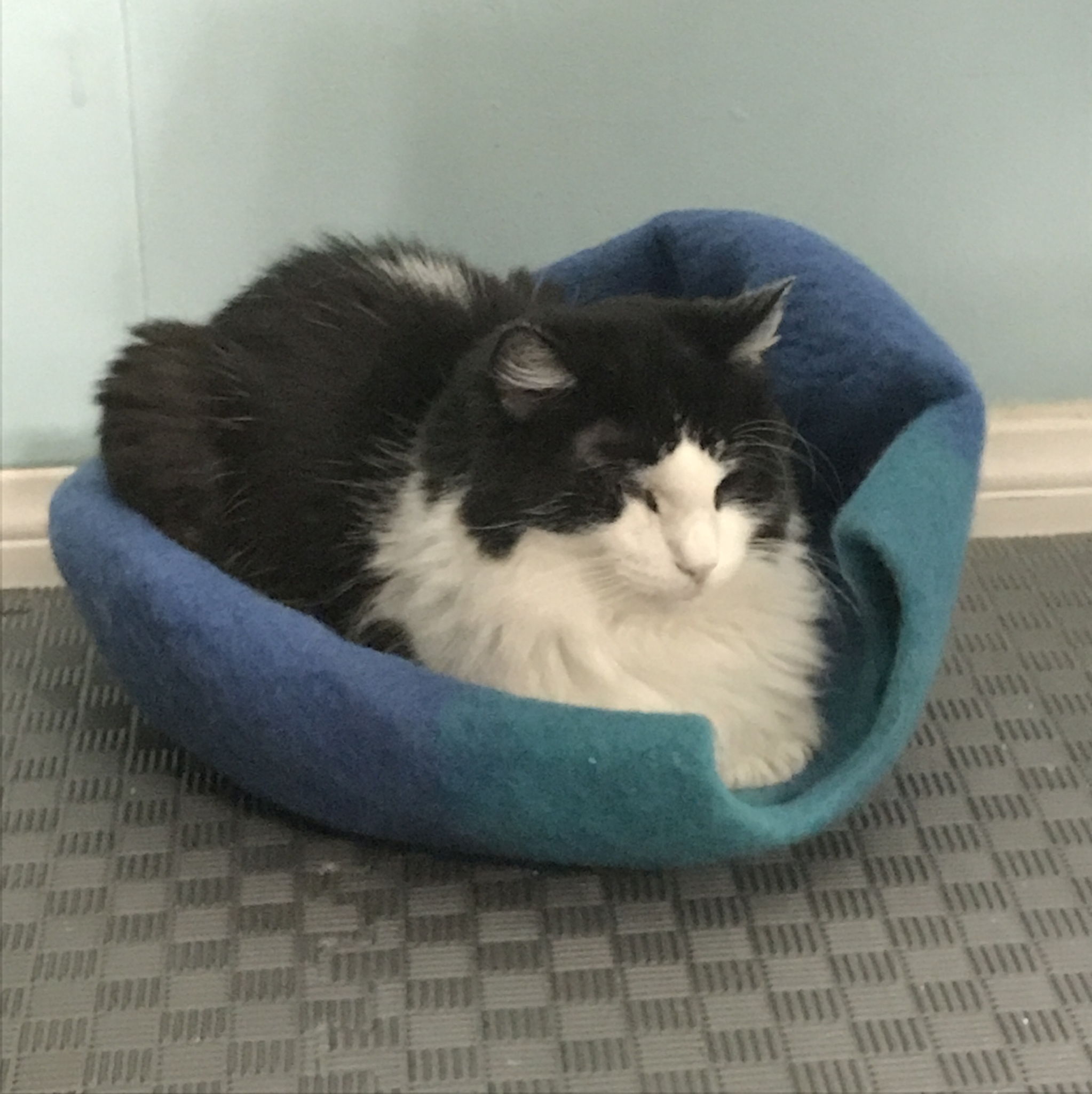 A cat sitting comfortably on a cat bed.