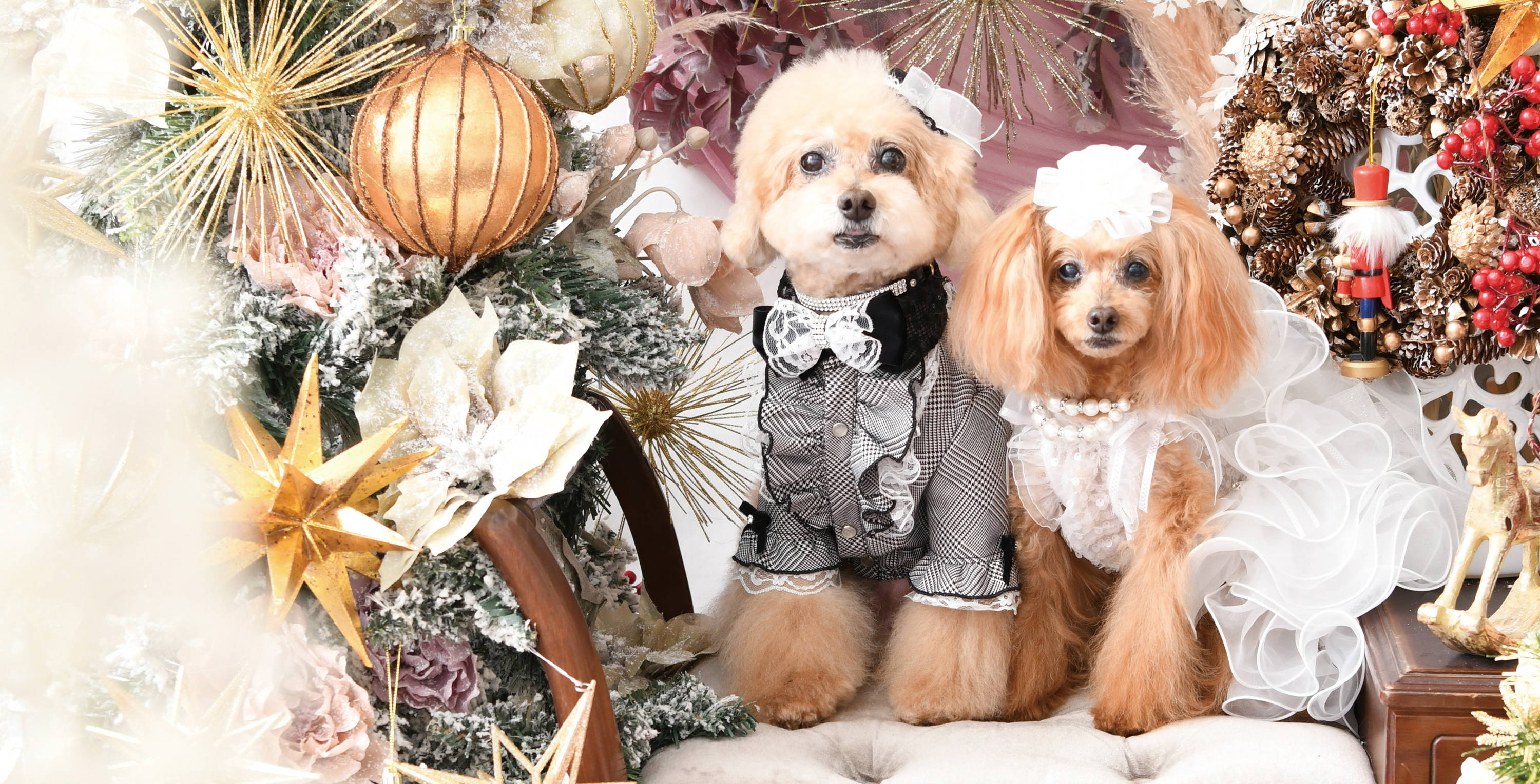 〚リュクスバーディ〛 犬用ドレス Sサイズ 黒・紫 楽天市場】[サイズ:SS/S/M/L] アイナワンピース LUXEBIRDIE