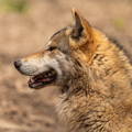 closeup of wolf face