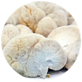 Lions Mane Mushroom as ingredient in best cordyceps powder