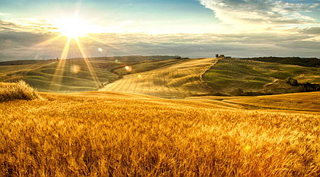  Siena (SI) ITA
- tuscan-fields-summer.jpg