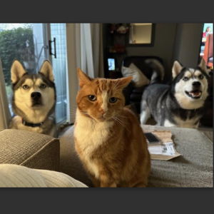 Our Pets Requested To Be On The Registry Fund