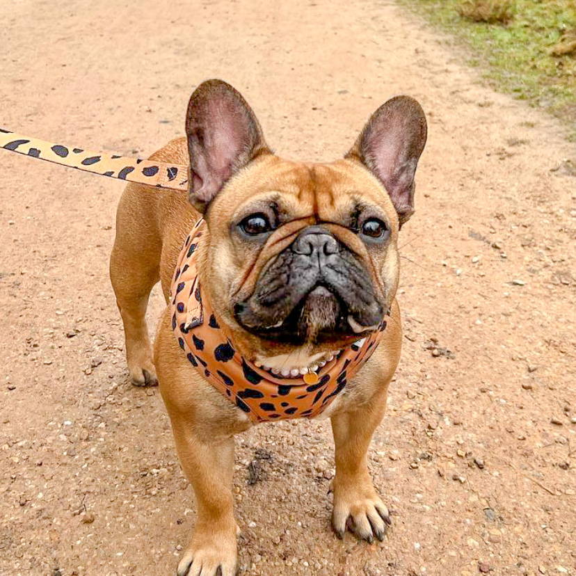 french bulldog wearing a harness