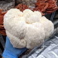Huge harvest of Lion's Mane Mushroom in a mushrooms fruiting chamber
