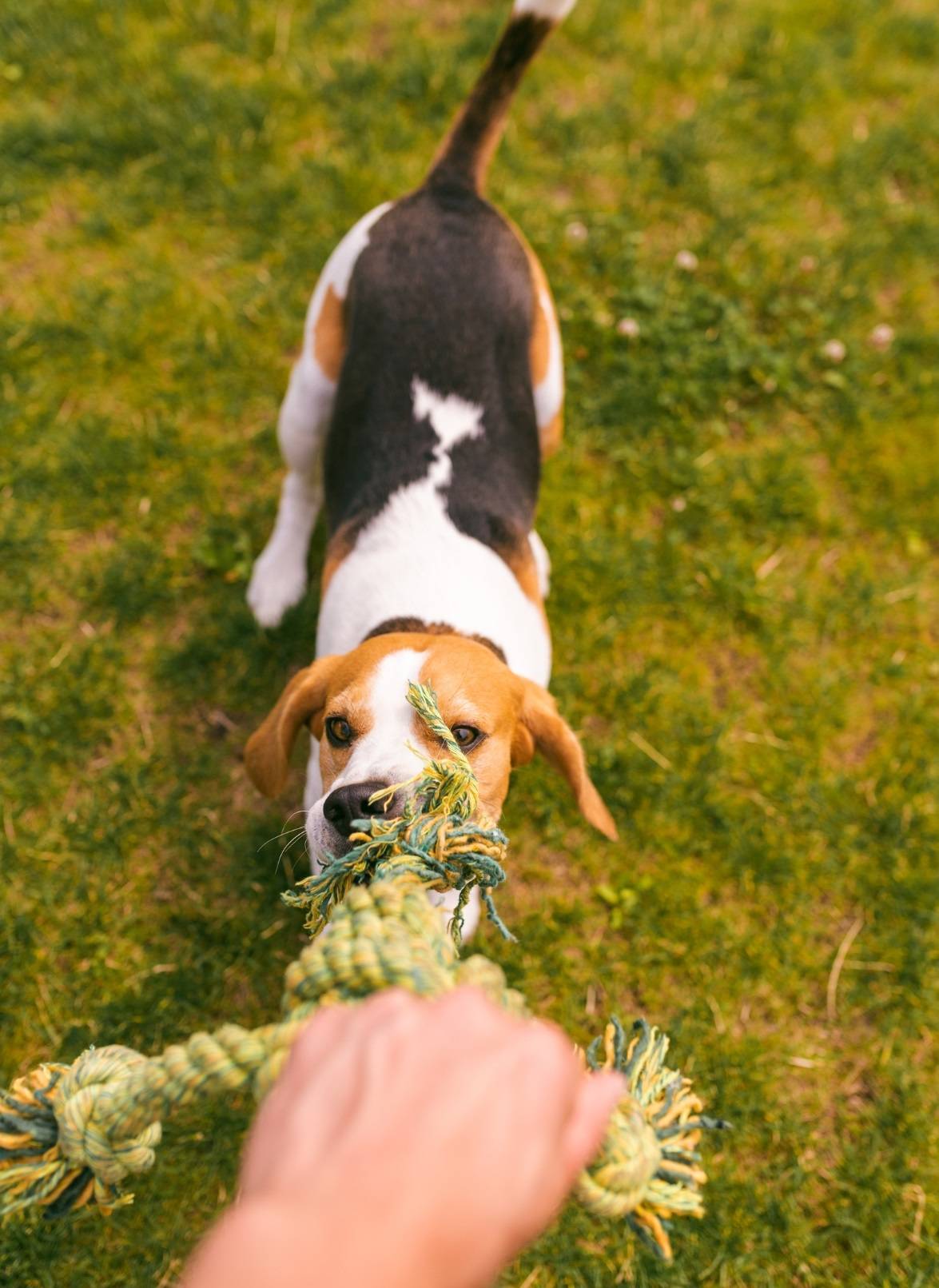 pros and cons of tug of war with dog
