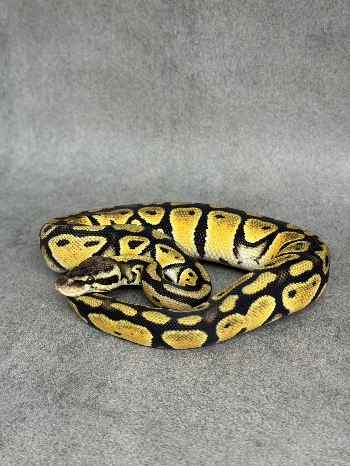 Pastel Het Desert Ghost Het Clown