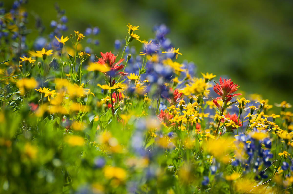 What Do Gut Health and Allergies Have in Common? -