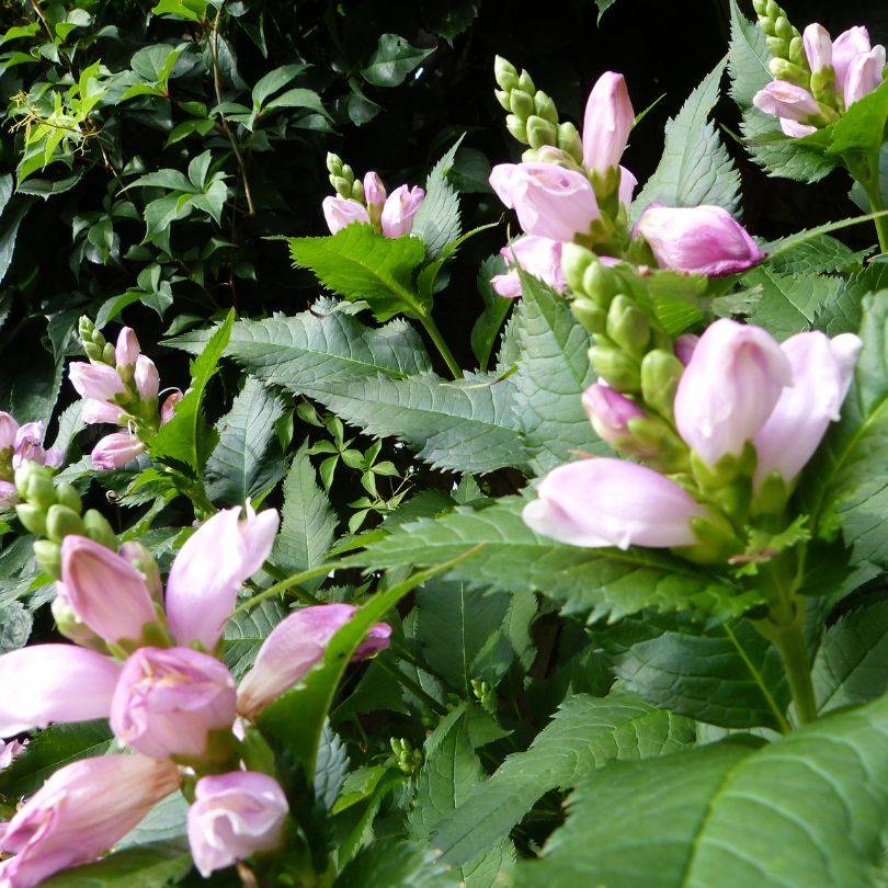 A close-up of Turtlehead (Chelone) plants displaying distinct pink hood-like flowers and dark green serrated leaves