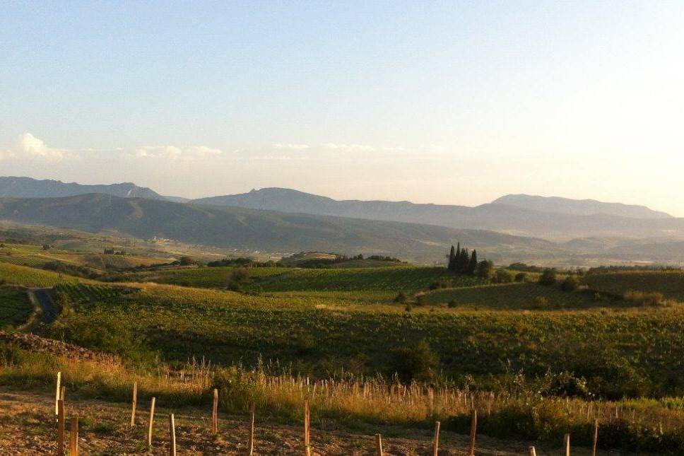 Paysage vallonné du domaine Le Roc des Anges avec un soleil éclatant, des montagnes en arrière-plan et des vignes verdoyantes.