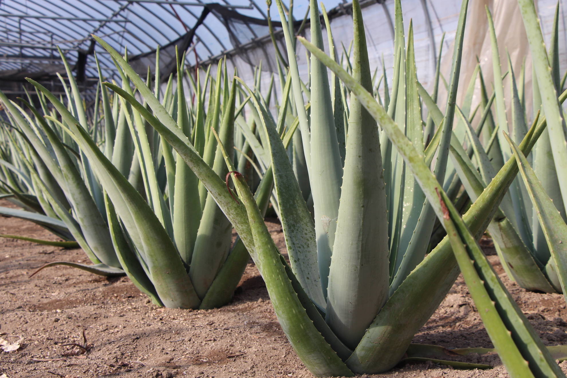 出雲産アロエベラ農家あろえん