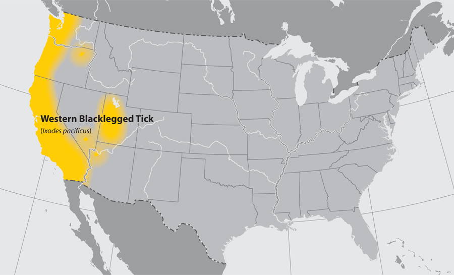 western blacklegged tick map of the states