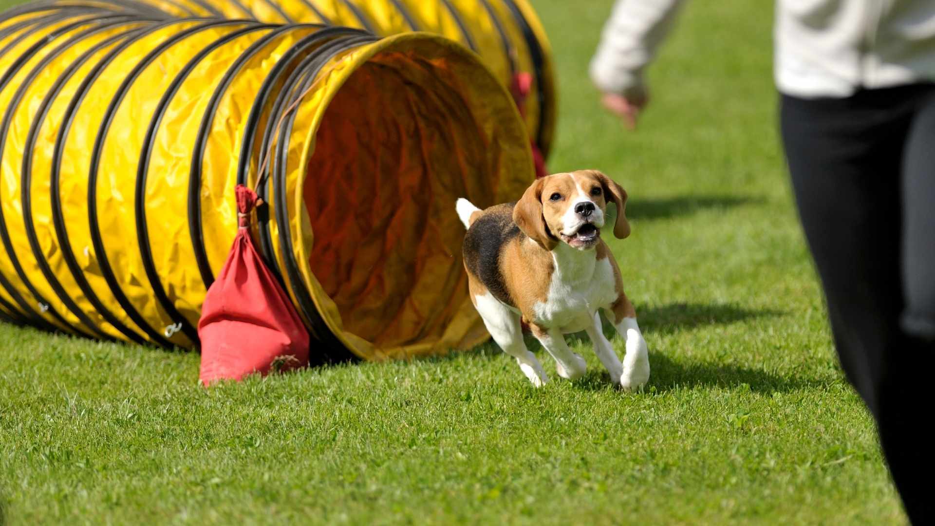 Glücklicher Hund