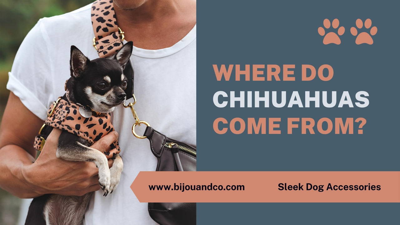 where do chihuahuas come from