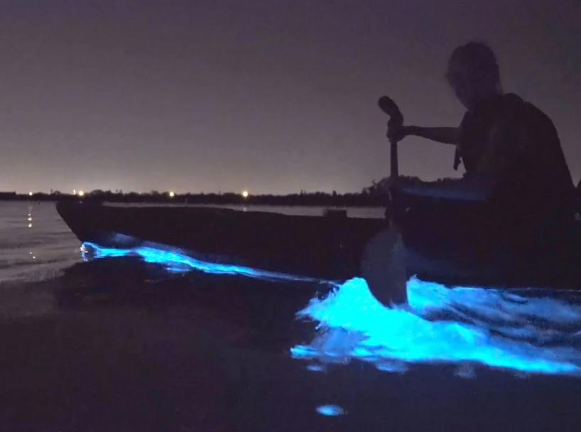 Bioluminescence Kayak Tour image