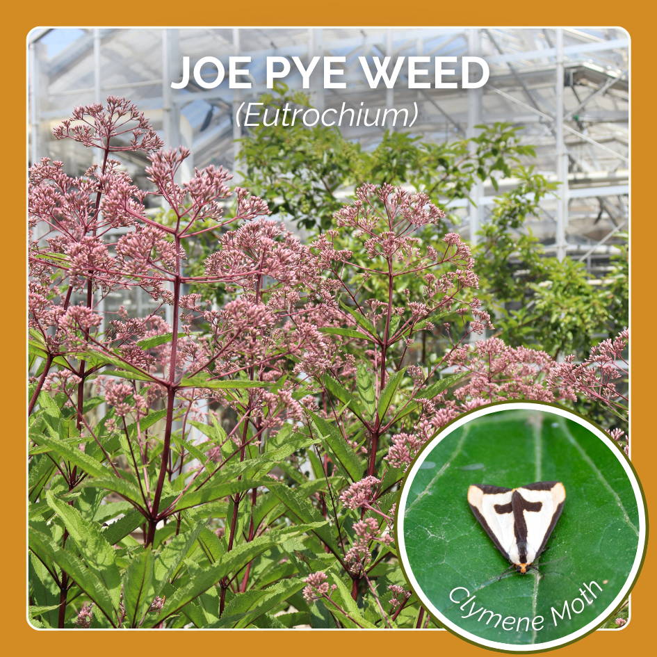 Cardinal flower is host plant to the Checkered White butterfly