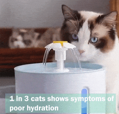 fontaine eau pour chat, distributeur eau chat, fontaine chat automatique