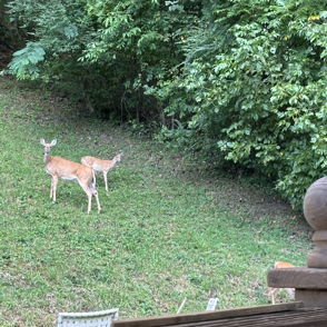 Two deer graze peacefully in a grassy area, surrounded by lush greenery and wooden structures, evoking tranquility in nature.