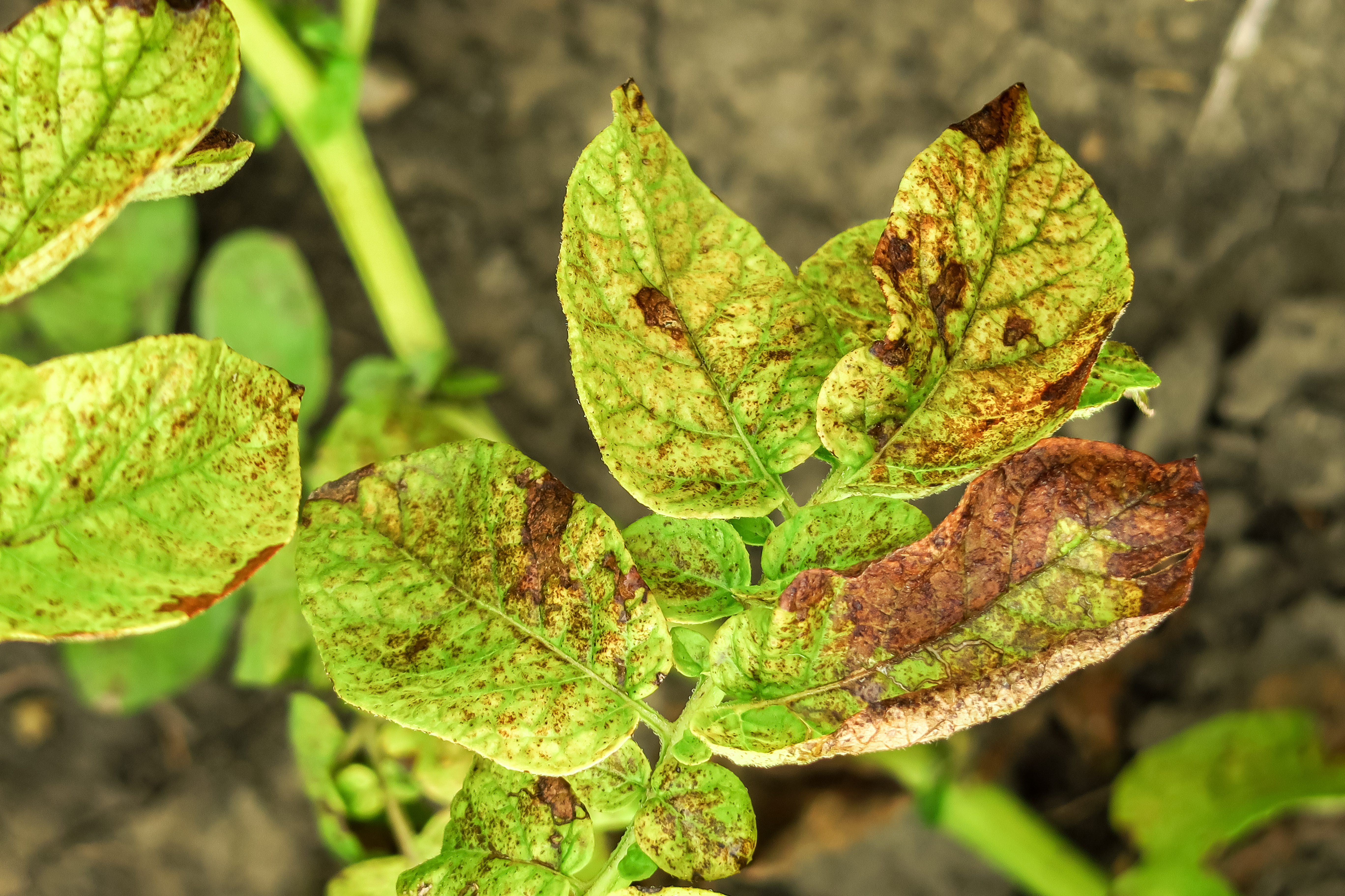 A potato plant with brown lesions on the leaves