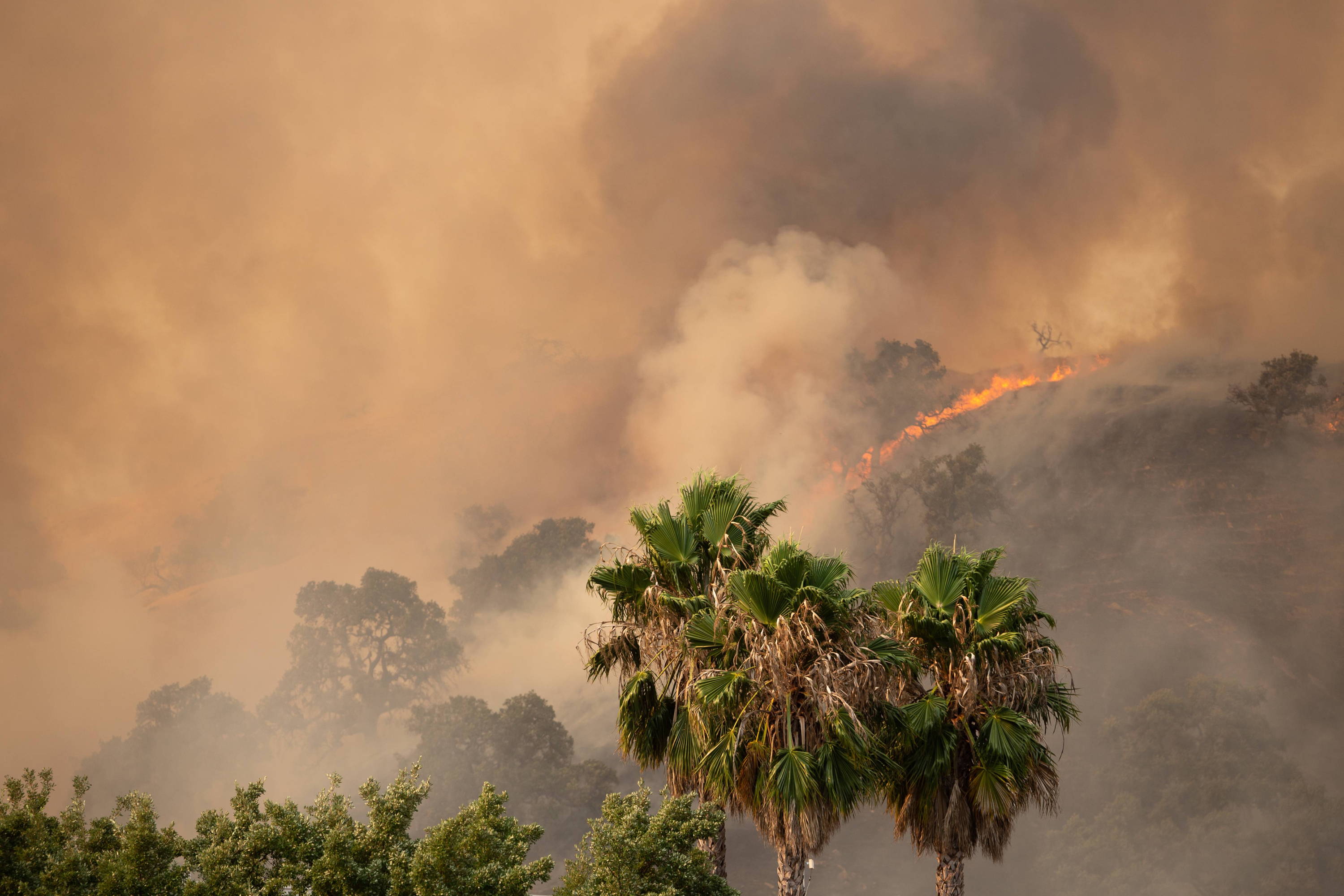 Trees ablaze with smoke