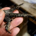 fibromelanistic-chicken-ayam-cemani-gypsy-shoals-alabama
