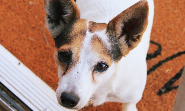 Rural Remote Remedial Massage