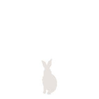 Follow the white rabbit...