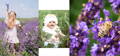 lavender fields with baby and children