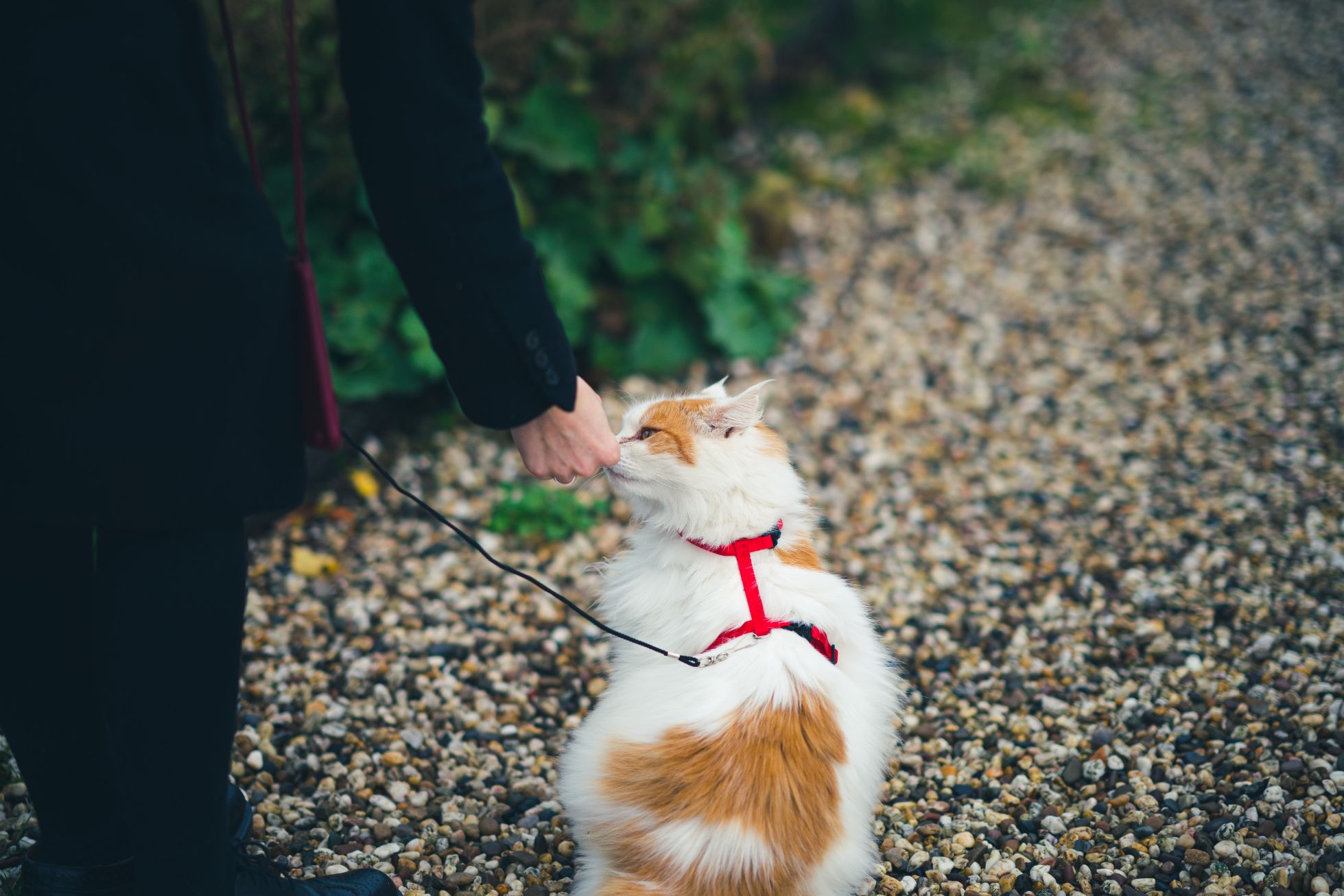 white and orange cat wearing a red harness sniffing a hand