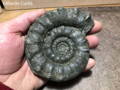 pyrite ammonite fossil being held by man in fossil preparation workshop