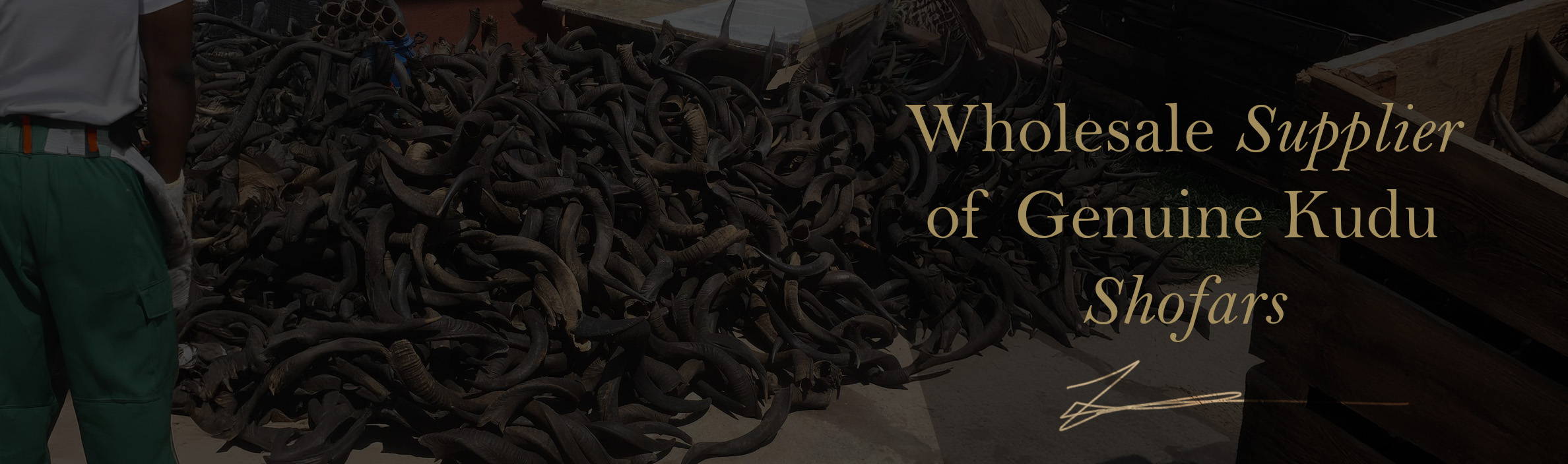 wholesale supplier of genuine kudu shofar horns