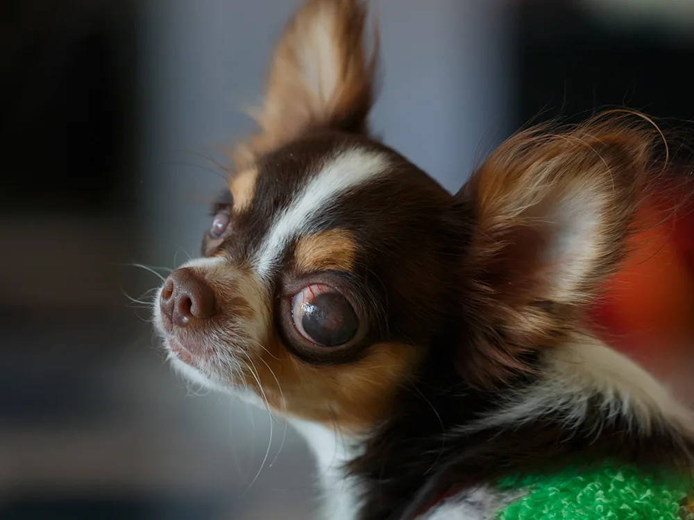 chihuahua cataract